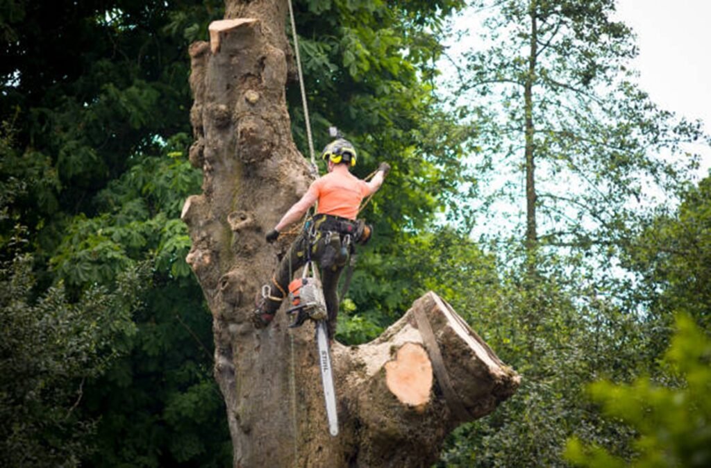 An arborist cutting a large tree trunk using a chainsaw during tree removal in Cuyahoga Falls, OH