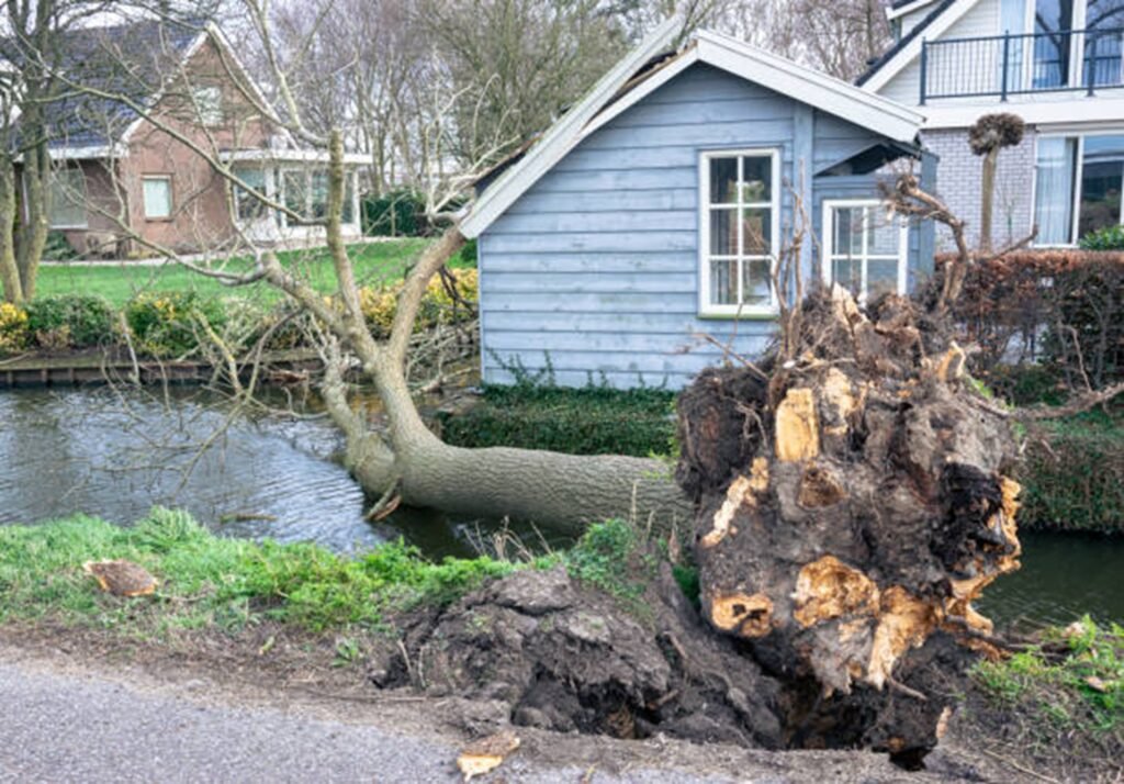 Uprooted tree with exposed roots after storm damage near residential home in Lyndhurst, OH