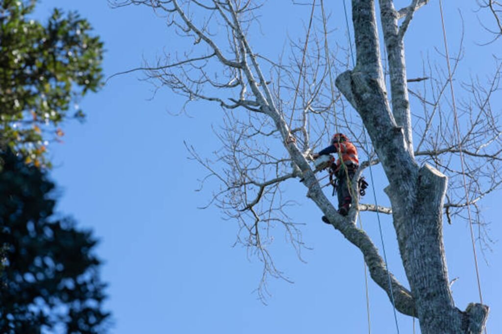 Tree removal crew cutting down a large tree safely near home in Cuyahoga Falls, OH