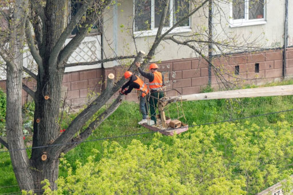 Tree trimming and pruning service improving tree health and structure in Cuyahoga Falls, OH